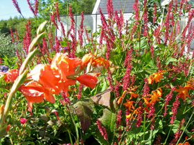 Summer Flowers at Passaddhi